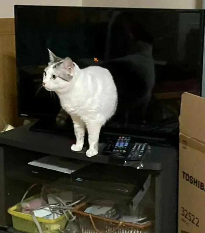 This Cat Emerging From A TV