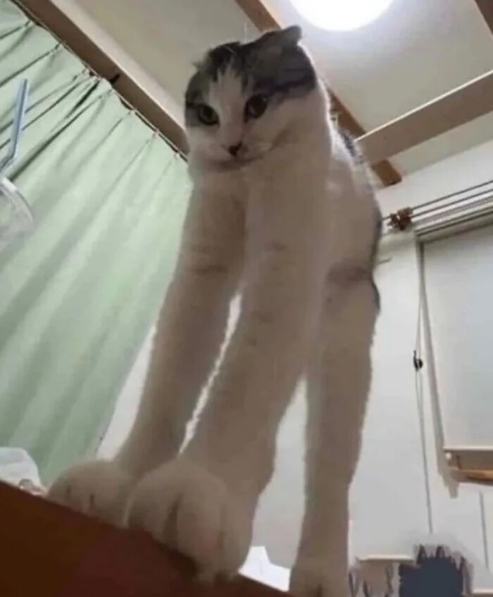 The Cat Is Quite Tall, Like An At-At Walker From Star Wars