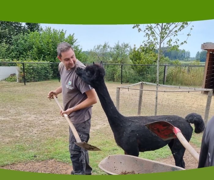 Cutting Open An Apalca