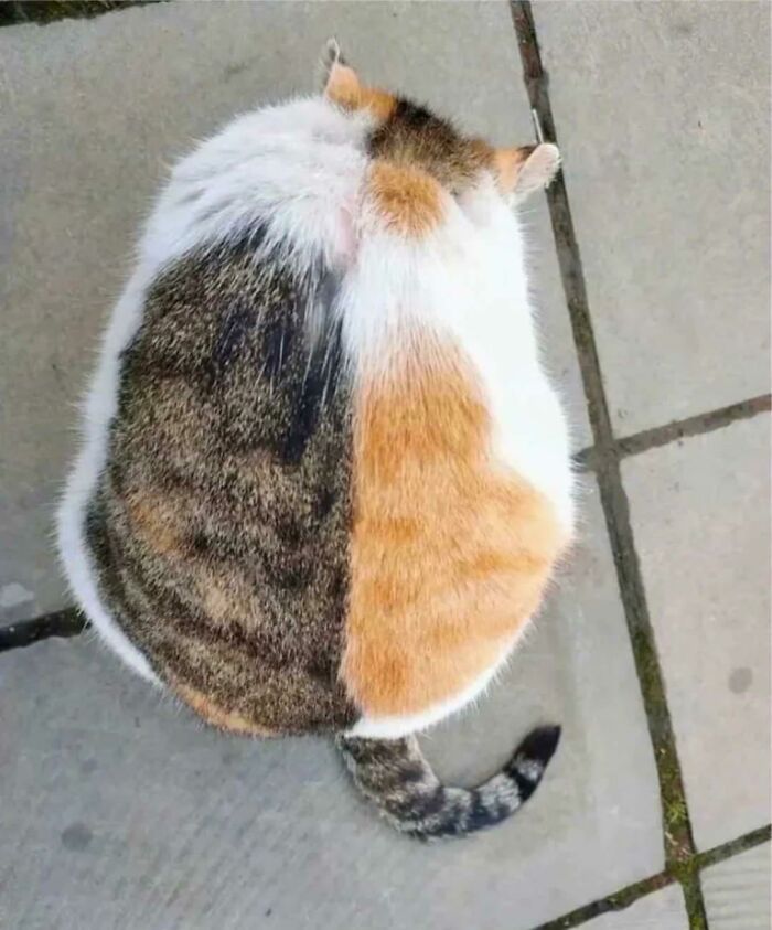 Two Cats On The Street