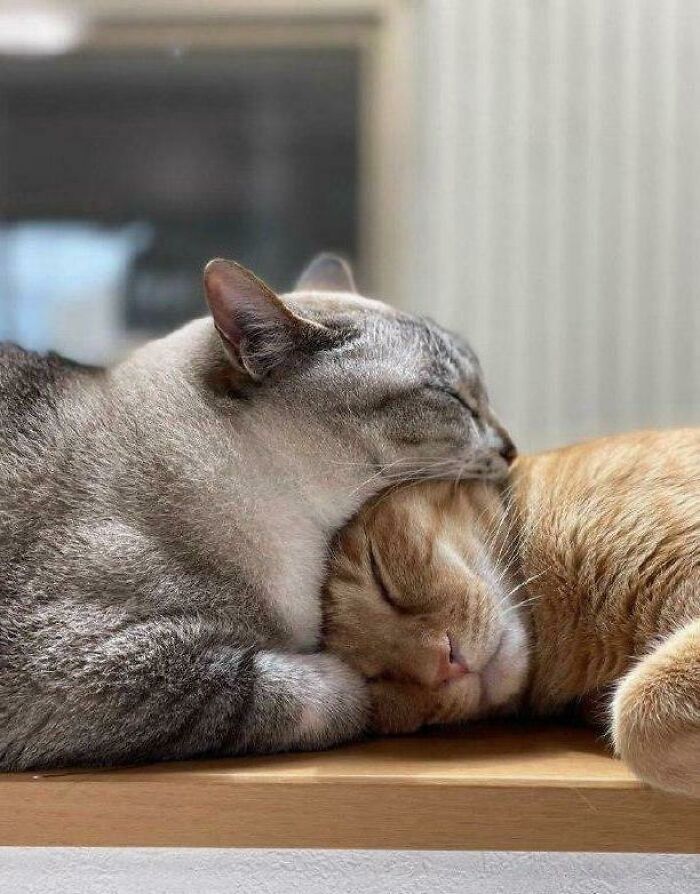 No This Is Not Cannibalism