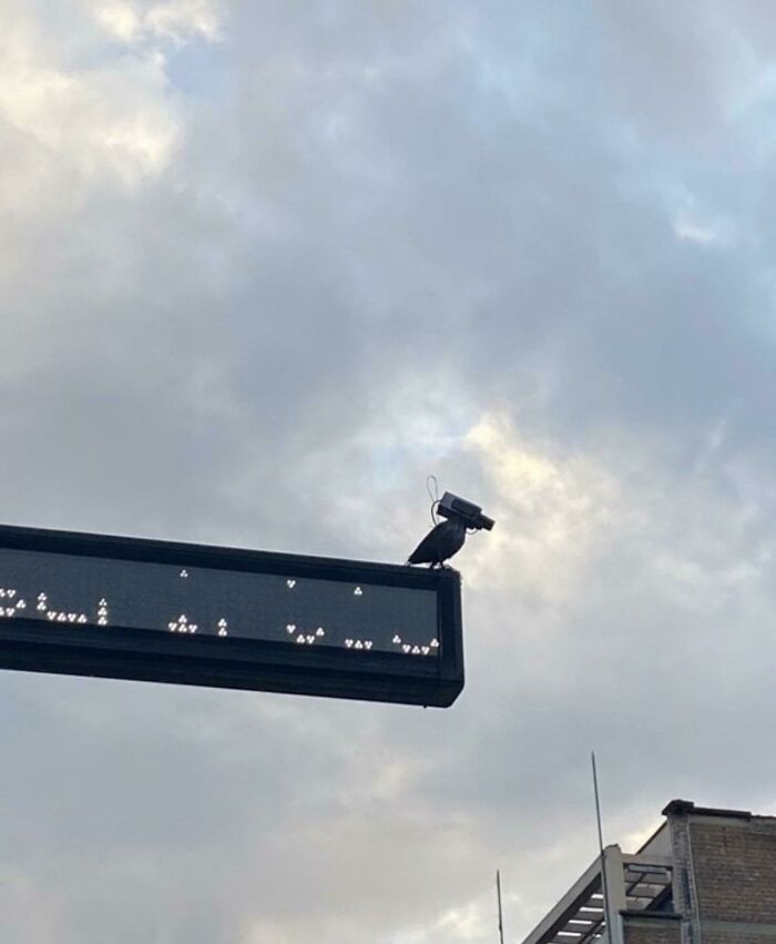 Birds Are Drones. Confirmed