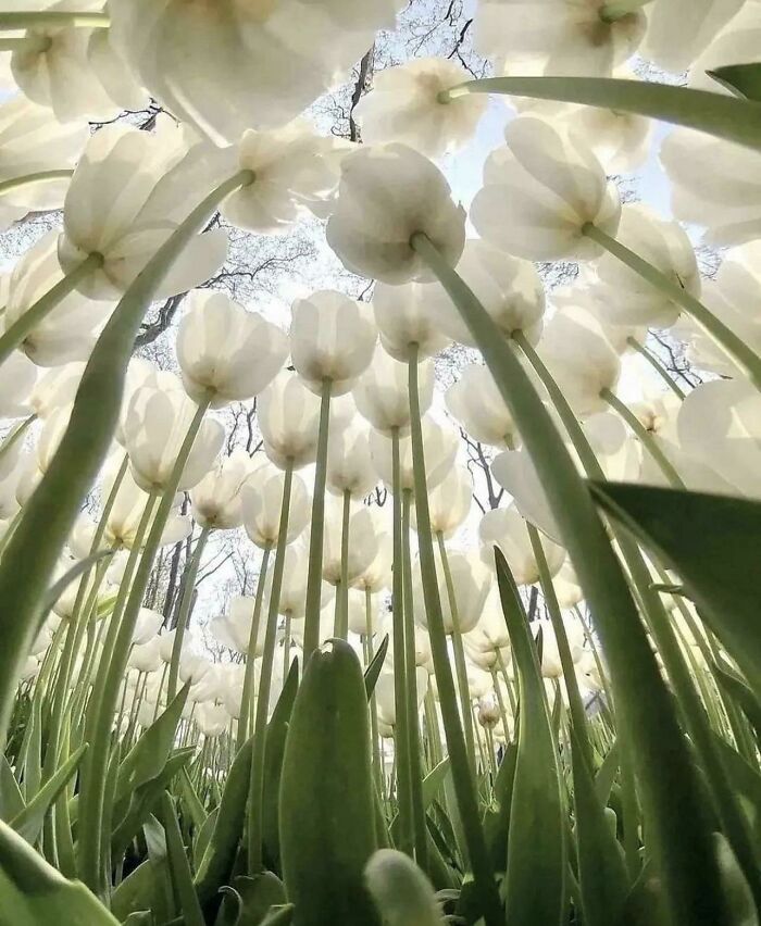 A Bugs Ground Level View Of The Backyard