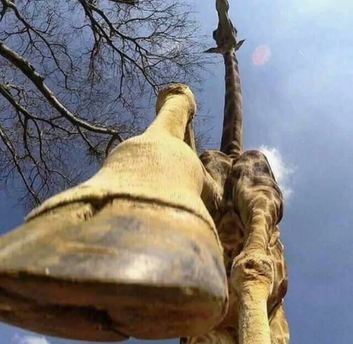 Giraffe From Beneath