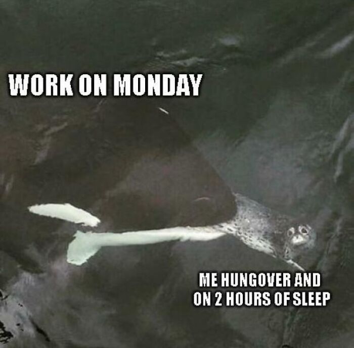 Meme featuring a tired seal captioned "Work on Monday," illustrating the misery of starting the week.