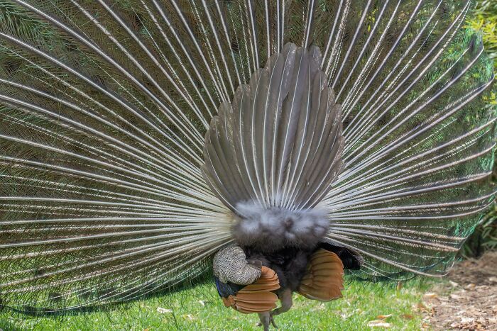 Peacock Showing Off... From The Other Side