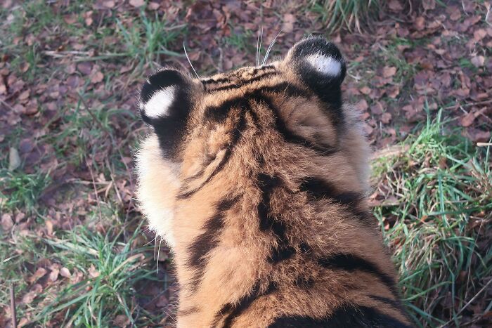A Tiger's Head From Behind