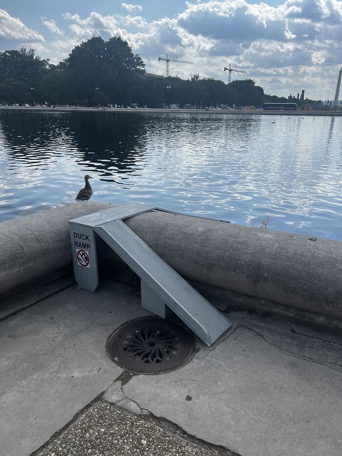Duck Ramp