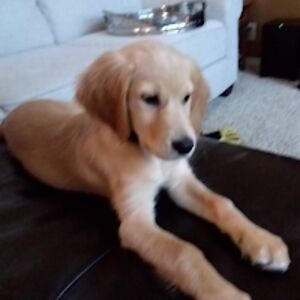 ashleyfrancis_1 avatar