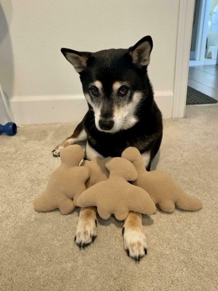 Made Her Some Dino Nuggets With Squeakers Inside