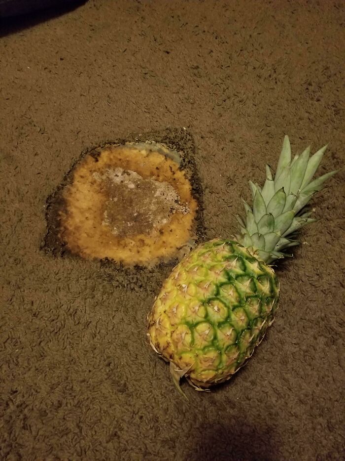Quemadura escondida bajo la cama de mi compañera de piso, que he encontrado tras echarla. Piña como escala