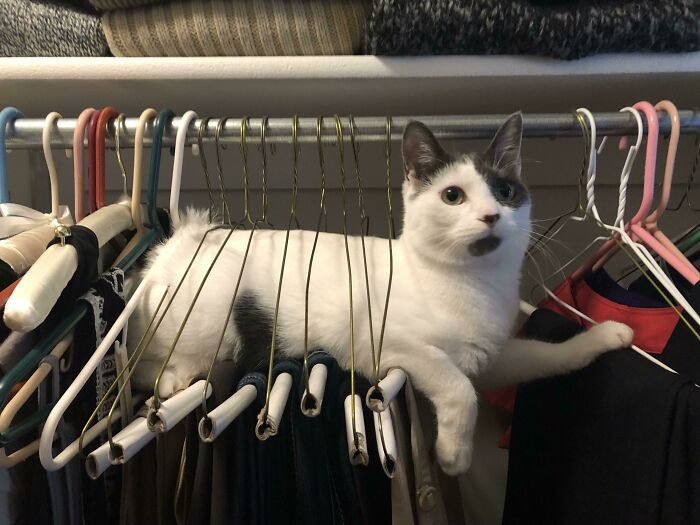 Por eso mis pantalones tienen siempre pelo de gato