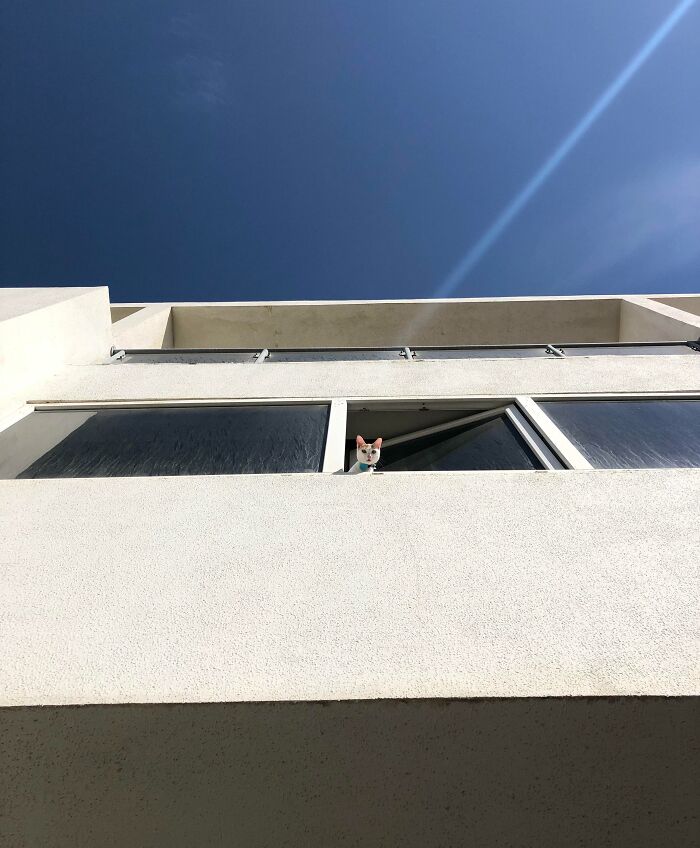 I Almost Got A Heart Attack When I Heard Meowing Above Me