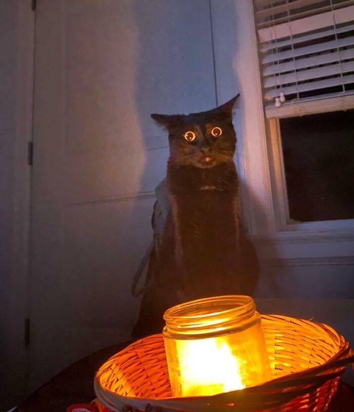 My Friend’s Cat, Winston. Either He’s Seeing Beyond The Veil, Or He Just Found Your Late-Night Internet Search History