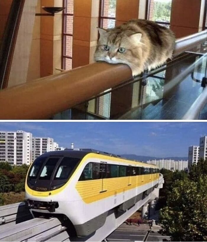 Things-That-Look-Alike