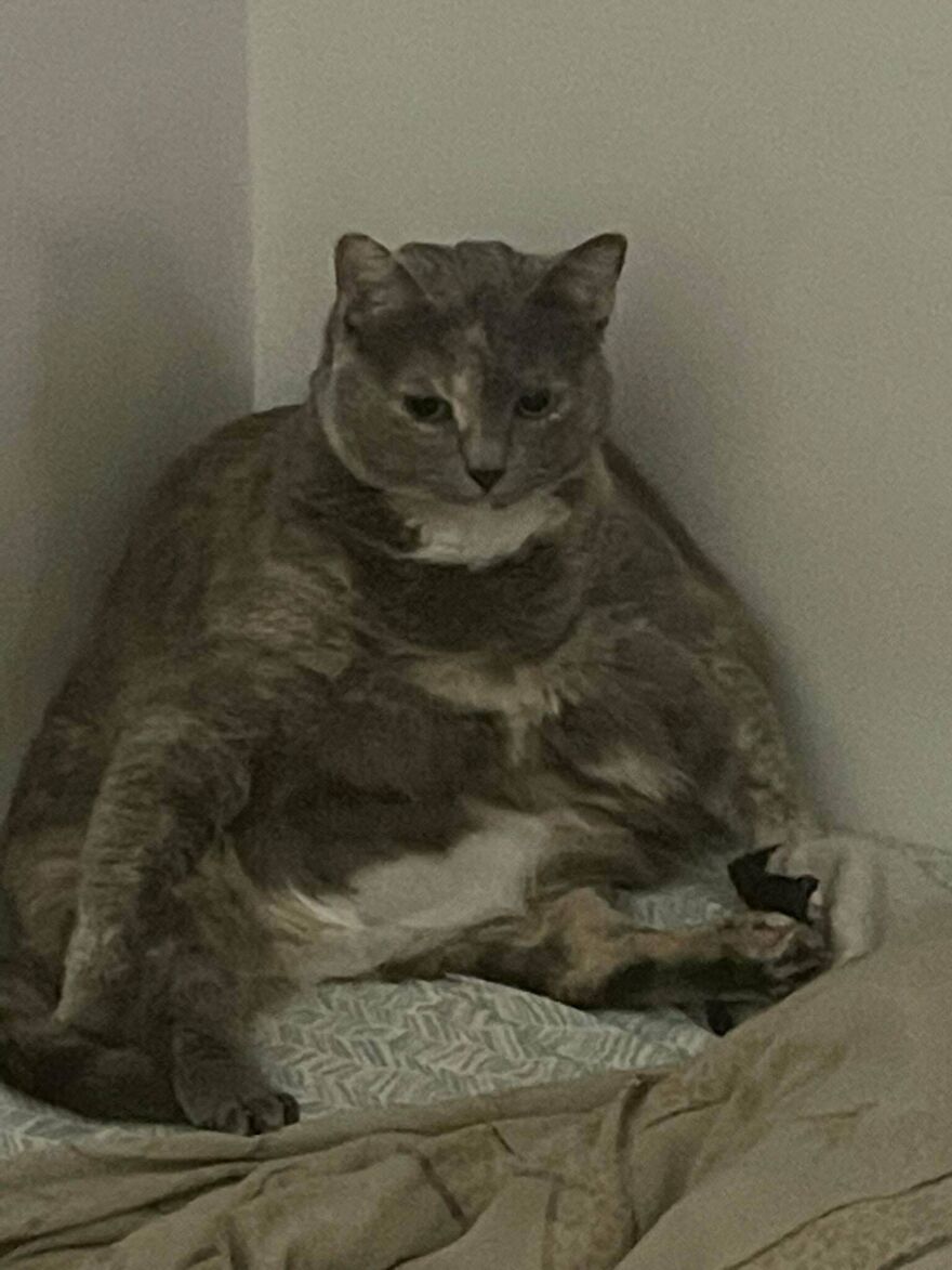 Everyone Say Hello To And Congratulate Hermione On Her Weight Loss Journey! She's Got A Bit Left To Go! :)