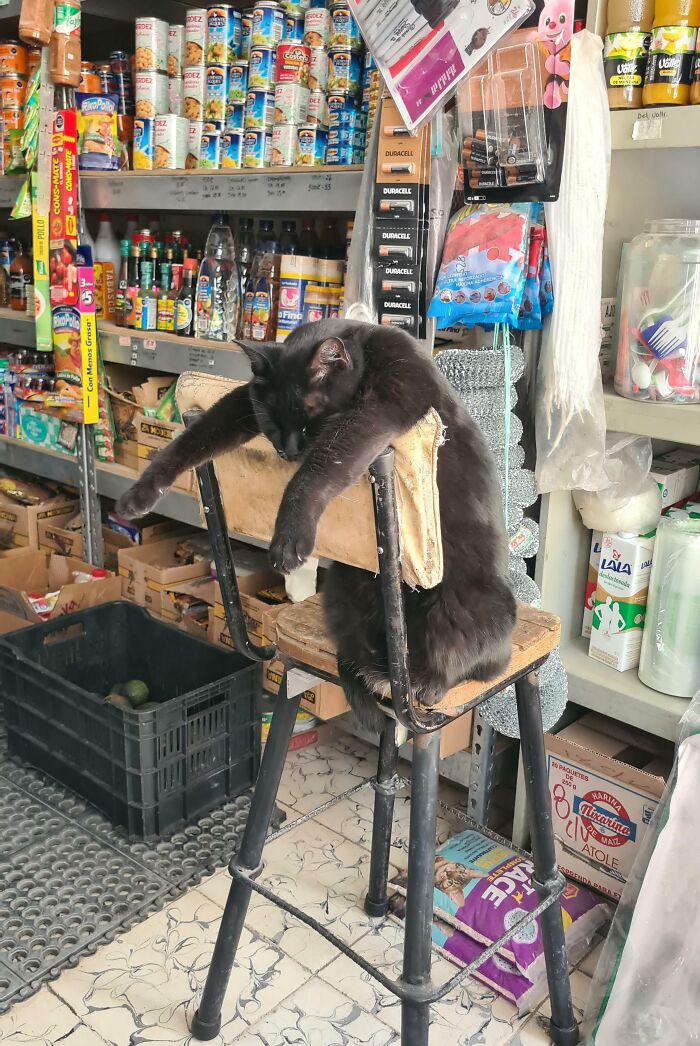 This Is How This Cat Loves To Sleep At The Grocery Store Near My House