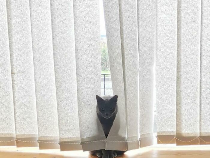 My Cat Hiding From The New Kitten. Good Job