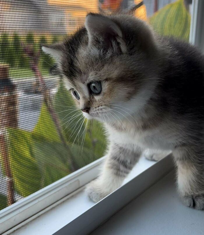 What Should This Lil Idiot Be Called