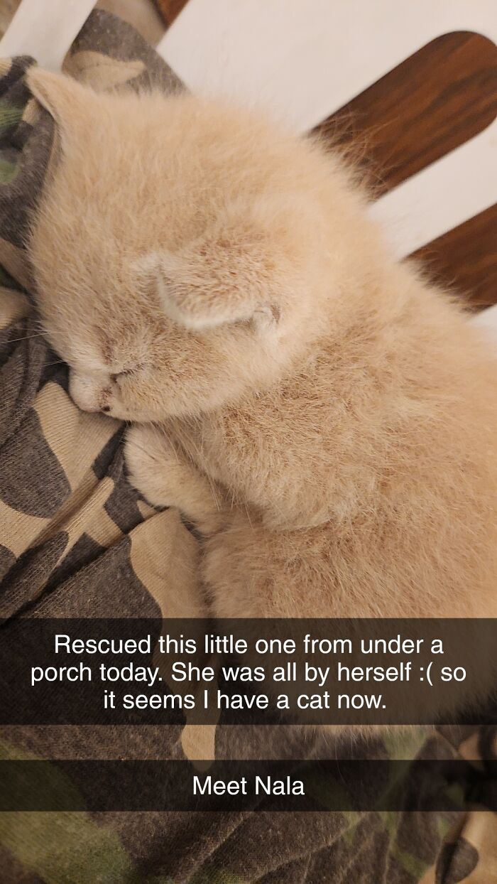 Rescued A Kitten Today And Don't Really Know What To Do Next. Any Tips?