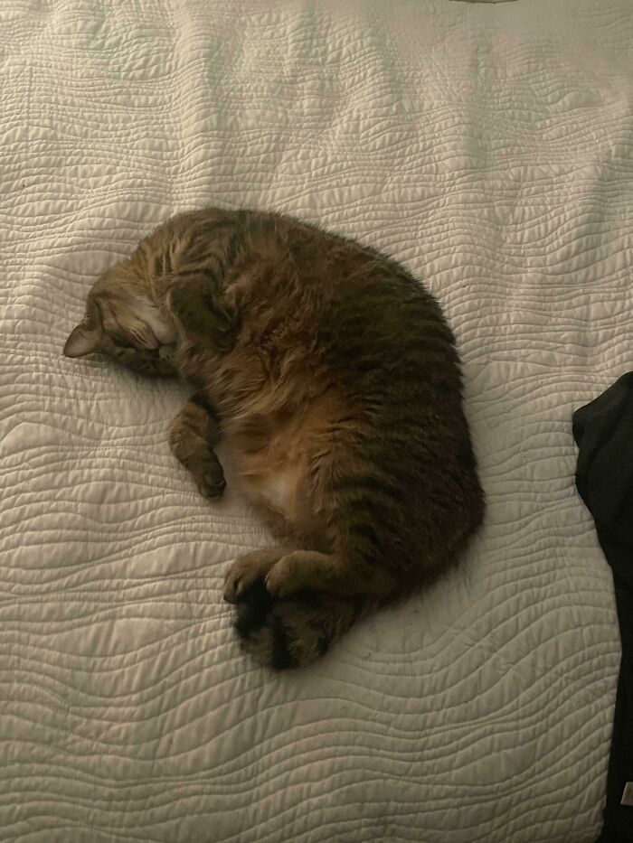 Got An Older Cat From The Shelter Last Week, Does This Mean She Is Happy?