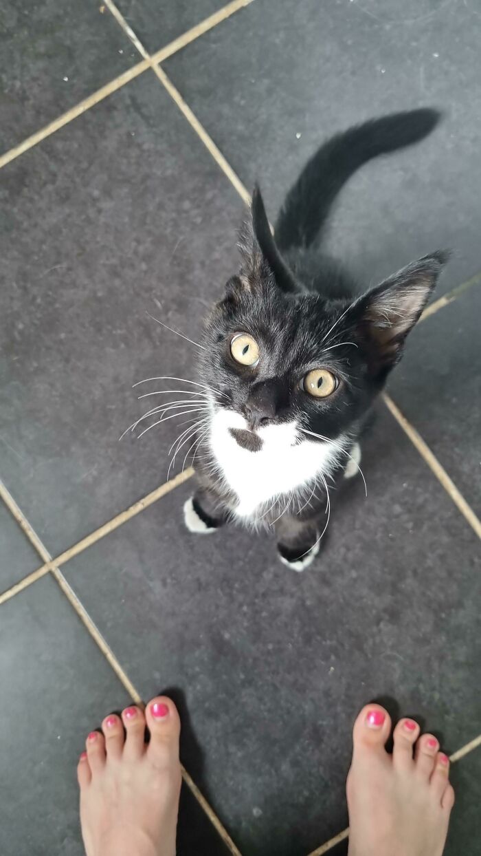 My Adorable New Kitten Just Took A Dump In The Bath Tub. Roast Him