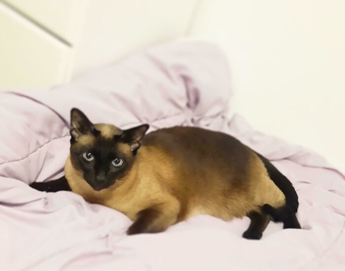 I Adopted This Pretty Girl Today In An Emergency. I Need As Much Advice As Possible Please