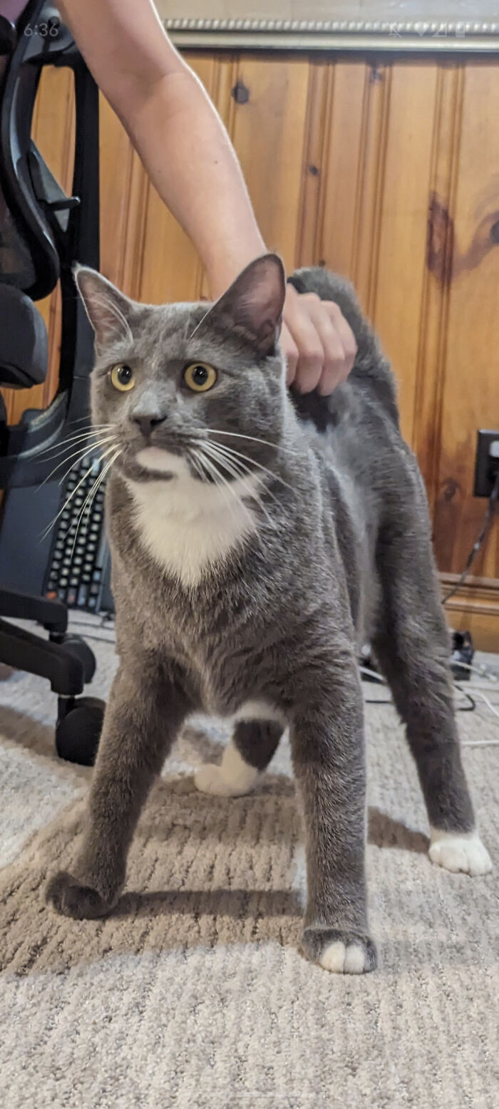 Everyone Meet Barnacle! Just Adopted Him Today, He Is 1 Years Old And 13 Lbs!