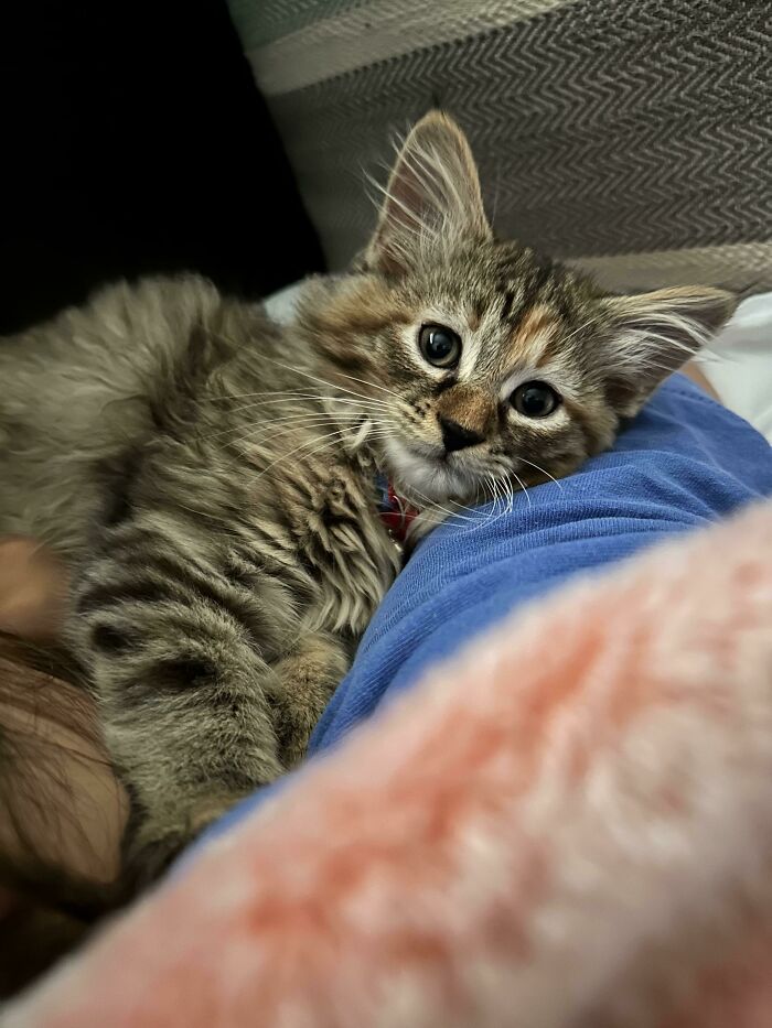 I’ve Always Been A Dog Person, But Today, This Sweetheart Stole My Heart. Reddit, Meet Newly-Adopted Willow!