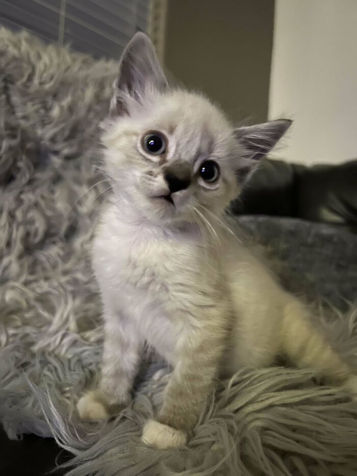 Appreciation Post For My New Kitten! He Was Found In A Parking Lot Next To His Mama Who Had Passed Away. After A Vet Trip And A Few Weeks Of Eating He’s Looking So Healthy!