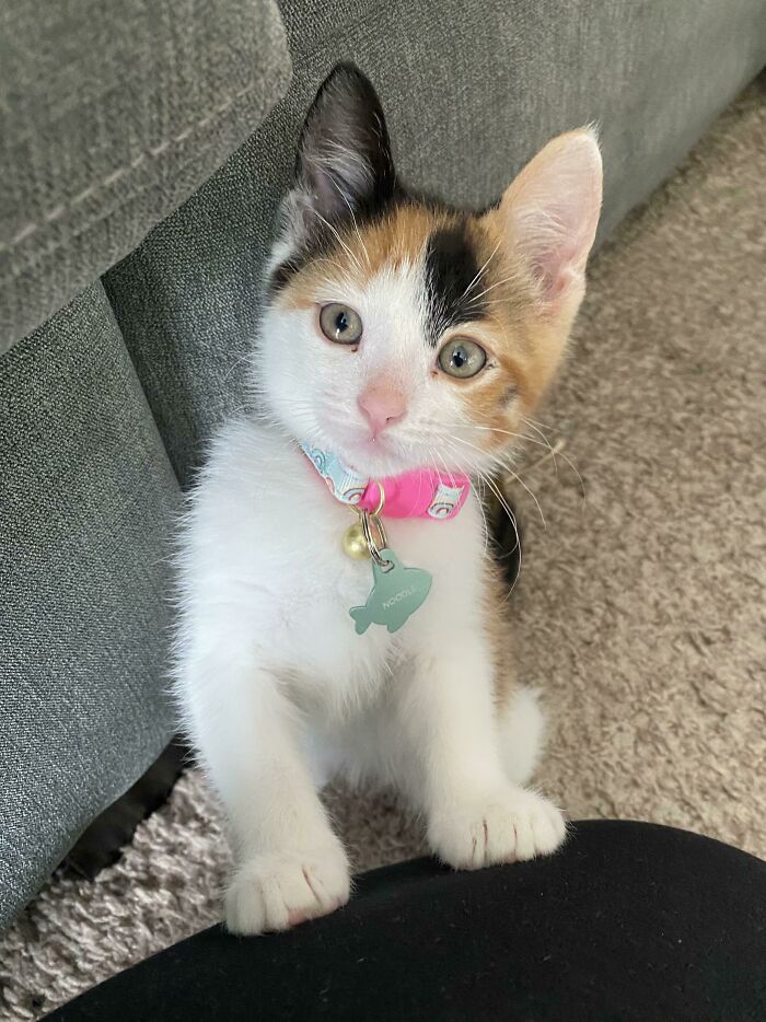 Our 6yo Daughter Named Our New Kitty Noodle. Surprisingly Enough, It Suits Her Perfectly