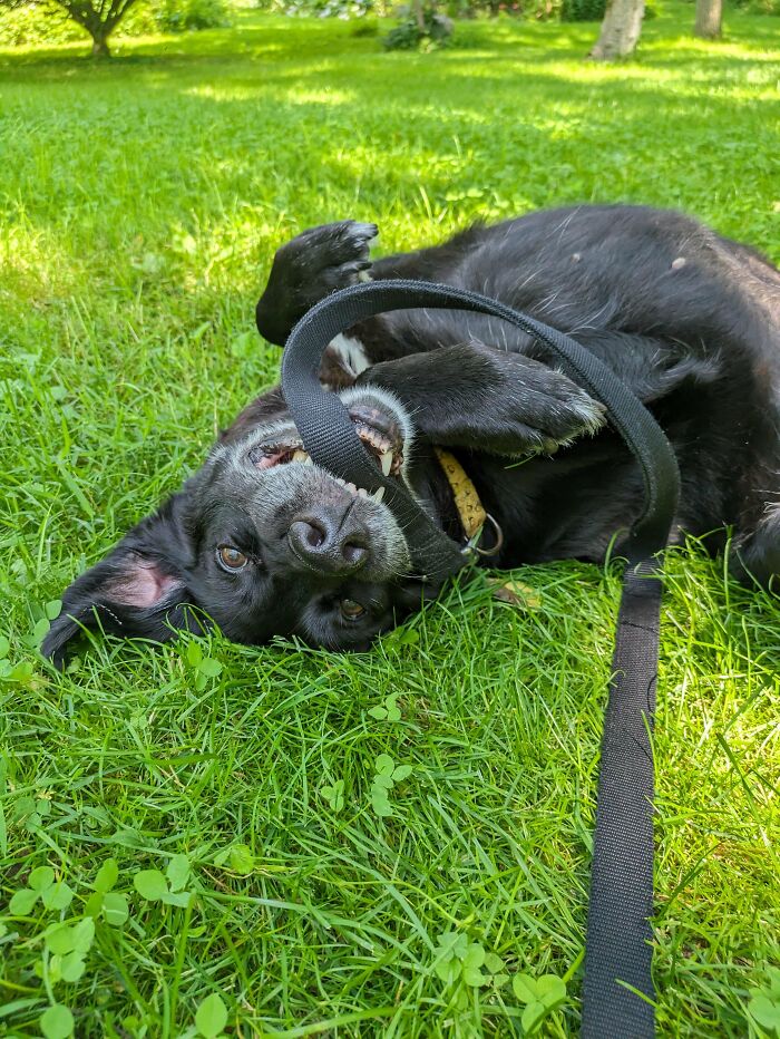 Adorable Senior Foster Failure