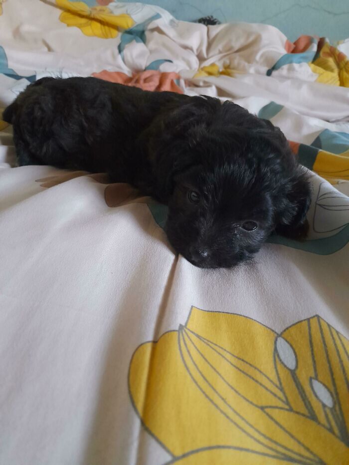 Hello!! We Just Adopted Him, I'm Looking For A Name For Him, He's A Female😚i Appreciate Collaboration Of Names