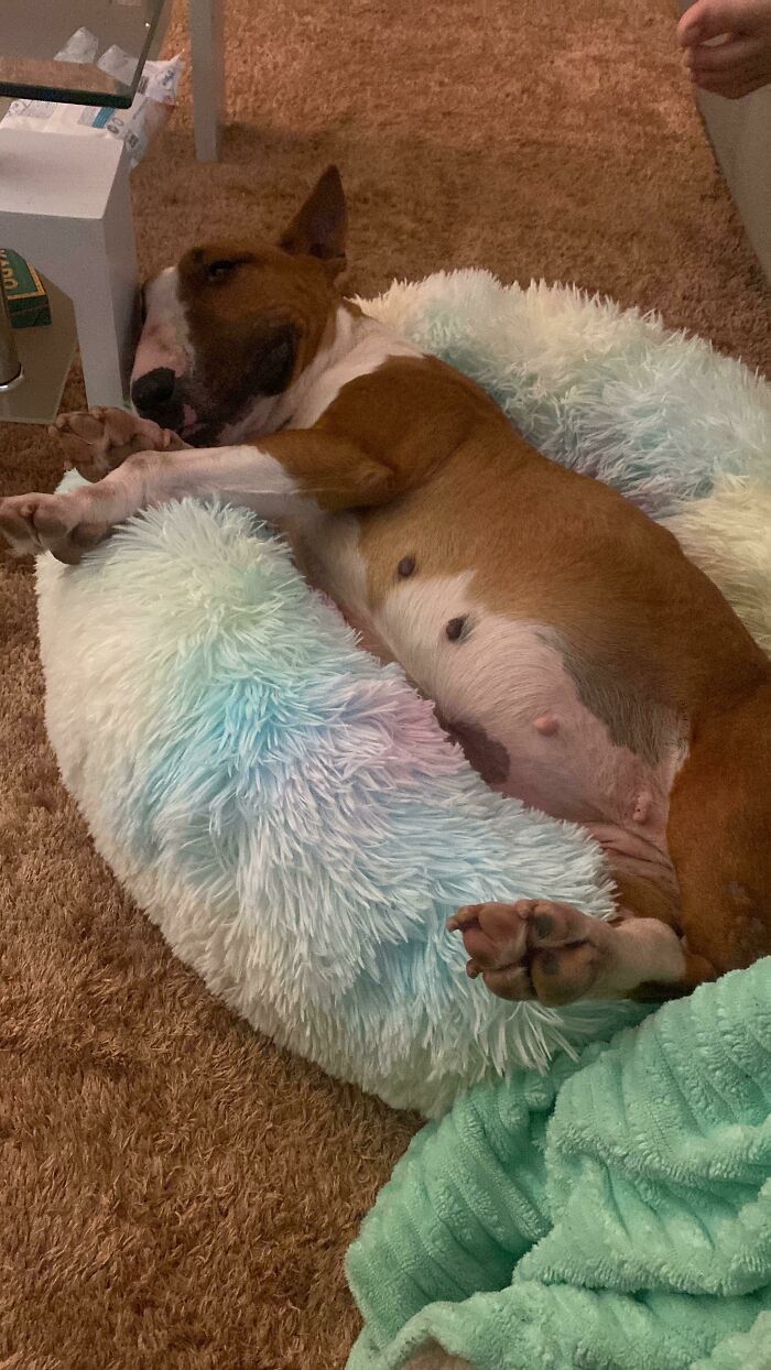 First Day At Home 🐕