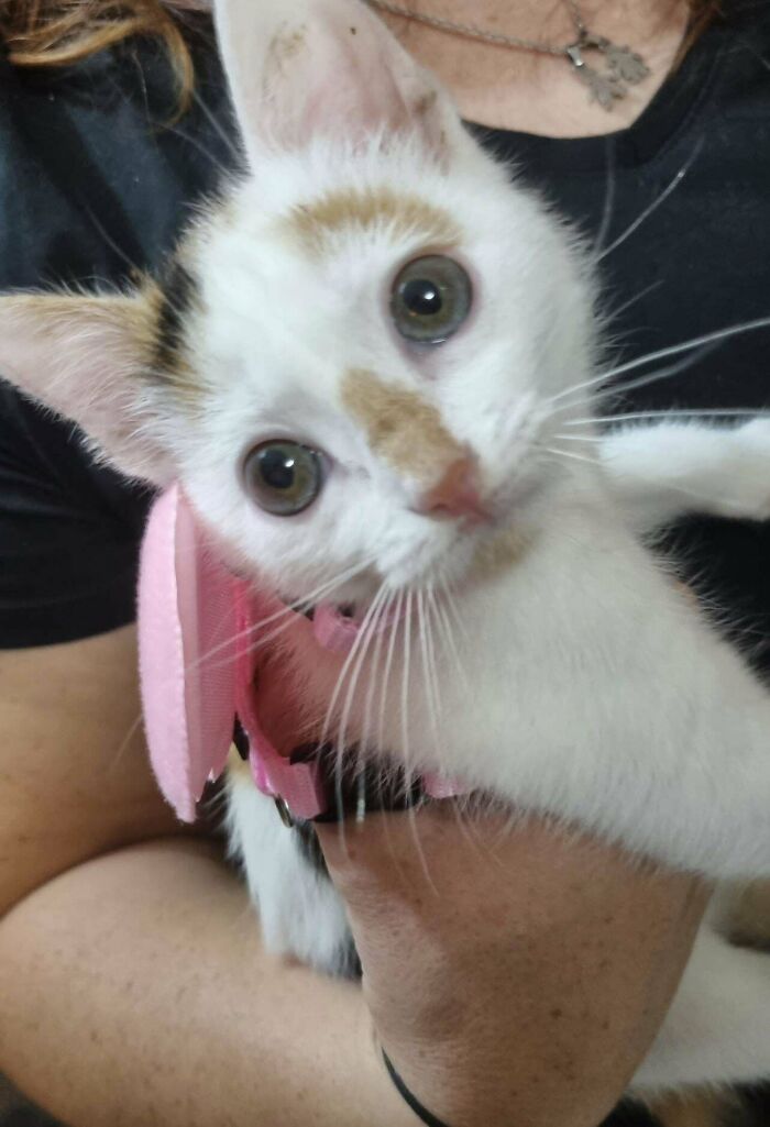 I Have Adopted A Kitten, I Don't Know What To Name Her. Is Beautiful🥰