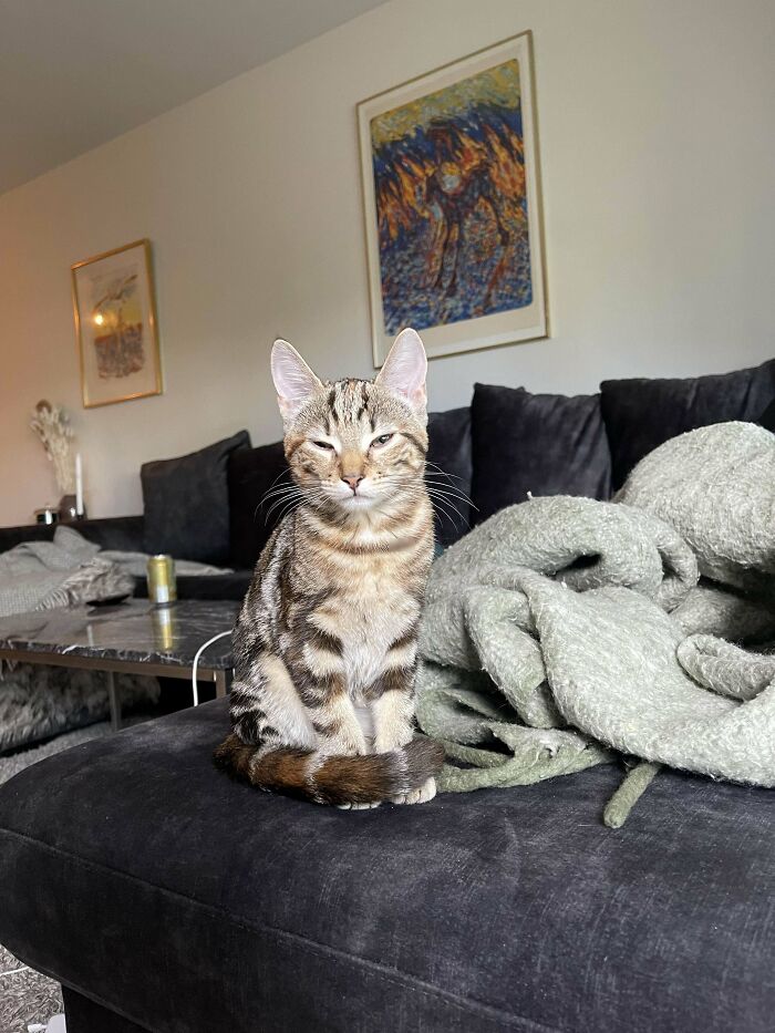 New And First Kitten Ever😻