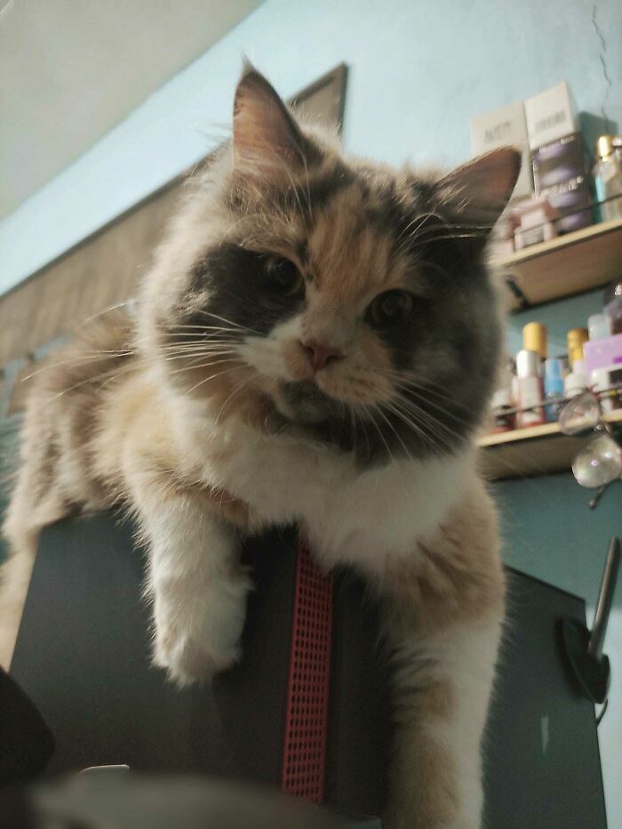 It Was Love At First Sight, Just Adopted This Baby