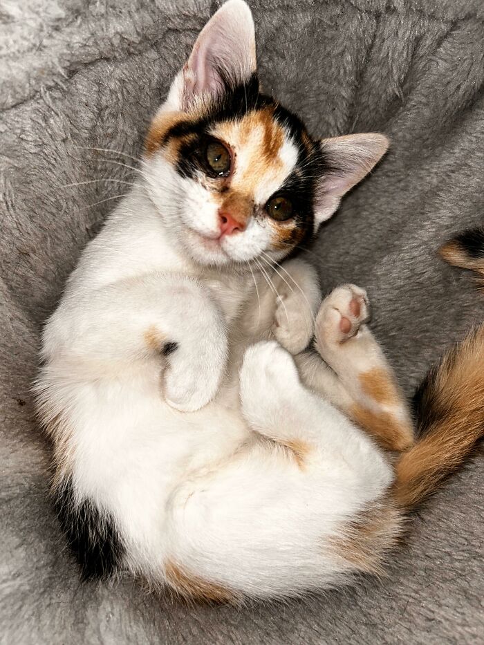 Introducing The Newest Bean! Everyone Meet Artemis🧡🖤🤍