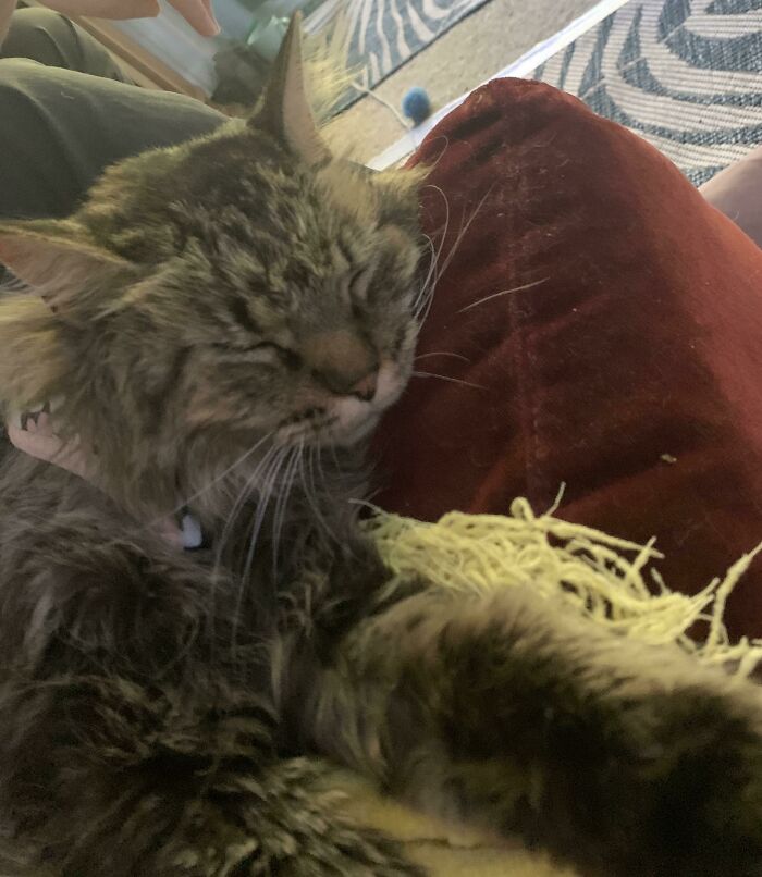 Just Adopted This Old Guy!