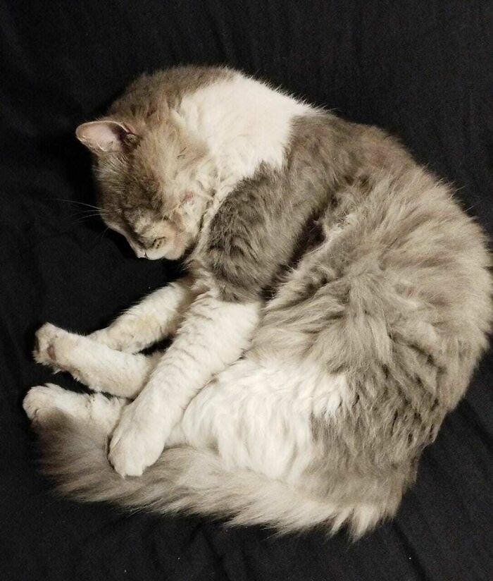 First Day Of Adoption. He Was Tired And Slept For Hours