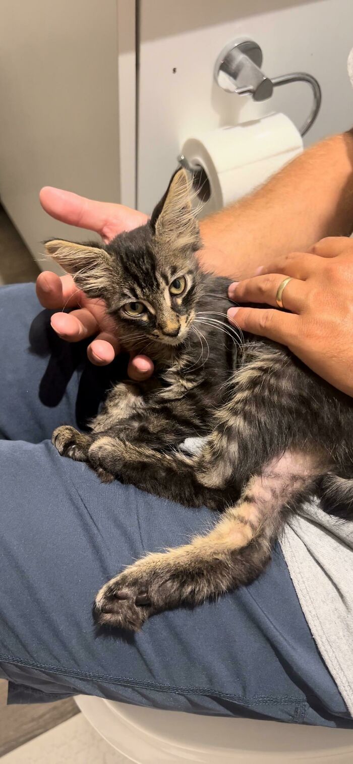 First Rescue Kitten- Joker