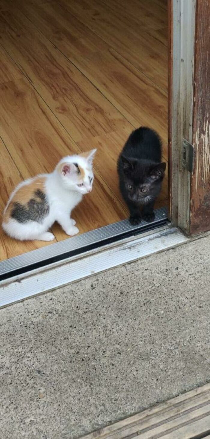 Two New Members Of The Family