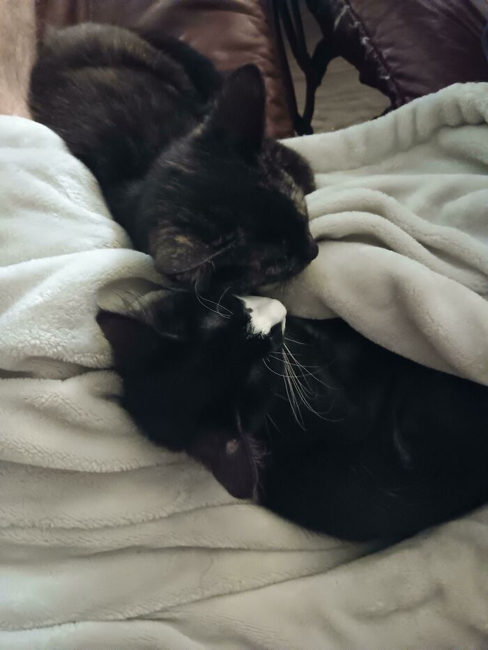 My New Kittens Are Friends