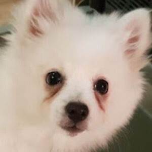 sandrastlaurent avatar