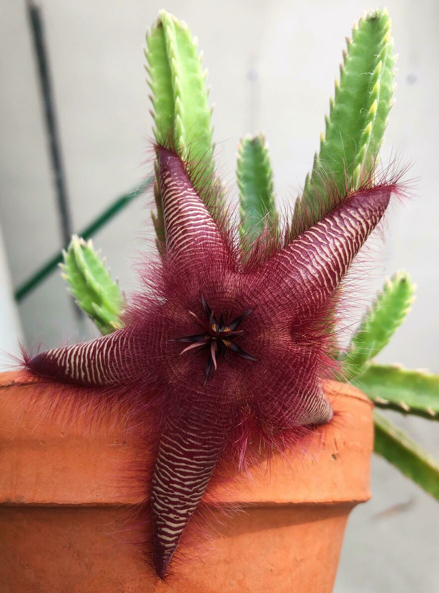Blooming Stapelia Hirsuta A.k.a Carrion Plant. Blooming Stapelia Hirsuta A.k.a Carrion Plant.