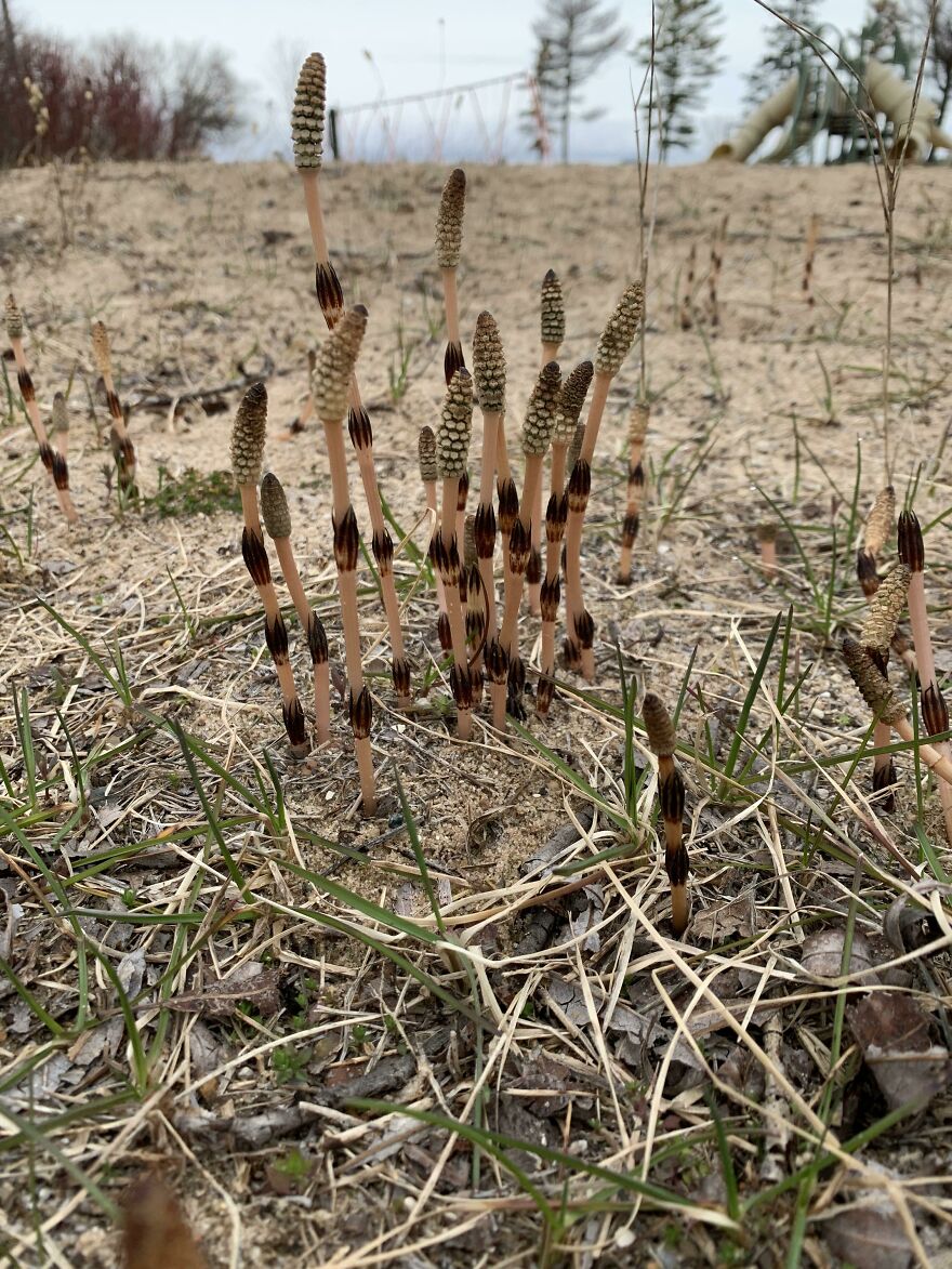 Strange Plant Found At Playground In Northern Michigan, Any Ideas?