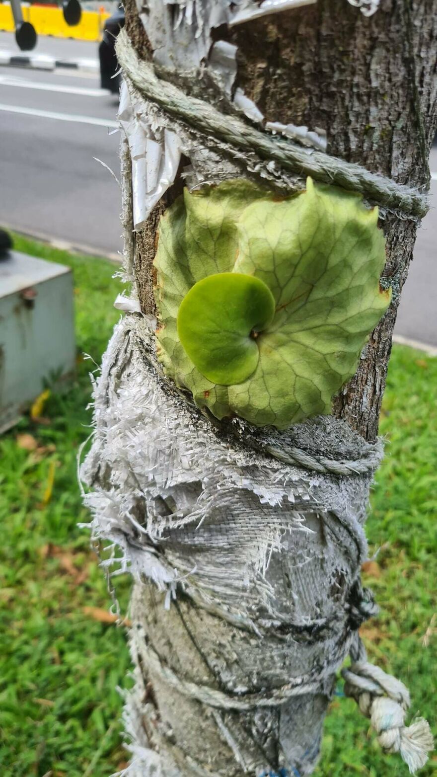 Strange Lotus-Leaf Like Thing Growing On Tree