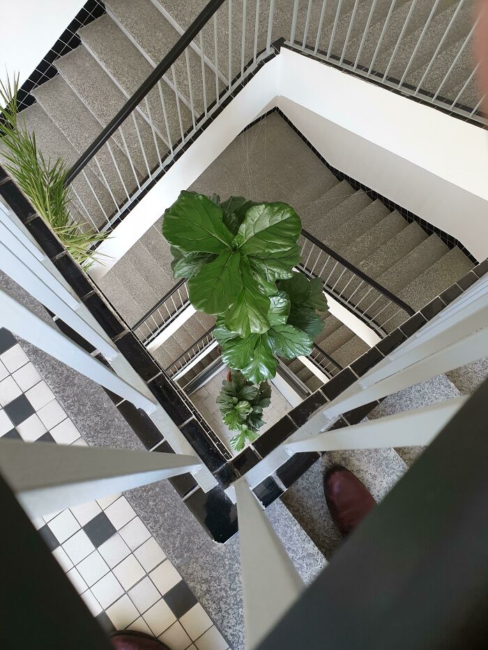 Plant In Our Office Is 4 Stories Tall