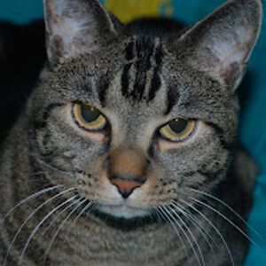 lylahmcfadden avatar