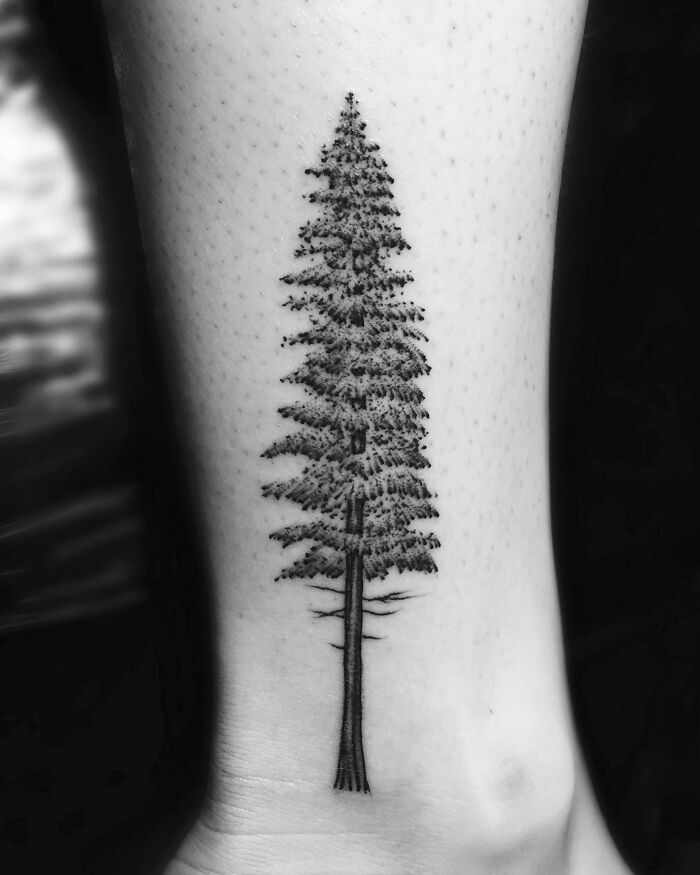 Ankle tattoo of a detailed pine tree design in black ink.
